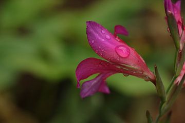 Bloemen in de middeleeuwse tuin.2 van Daniëlle Eibrink Jansen