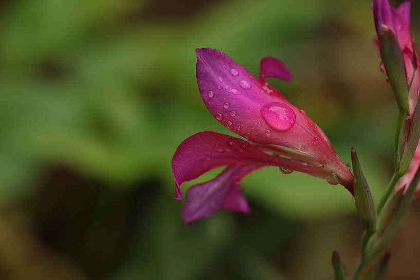Bloemen in de middeleeuwse tuin.2 van Daniëlle Eibrink Jansen