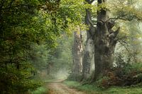 Pilgrimage