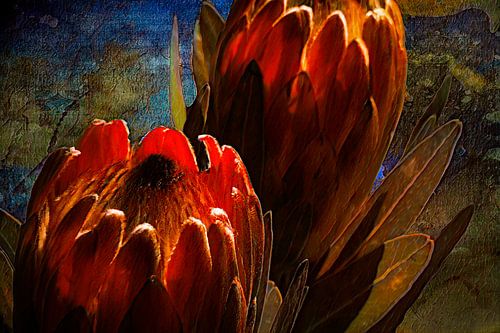 De majestueuze Protea