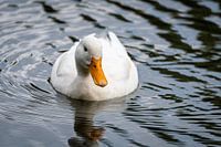 Witte eend