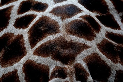 giraffe vacht