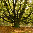 Een oude Beukenboom aan het begin van de herfst van Erna Böhre thumbnail