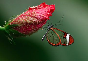 Papillon de verre (Greta oto) sur Bastiaan Van der Ploeg