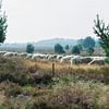 Schafe grasen und wandern über die Heide im Nationalpark De Hamert. von Berend Kok