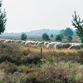 Sheep of De Hamert (National Park). van Berend Kok