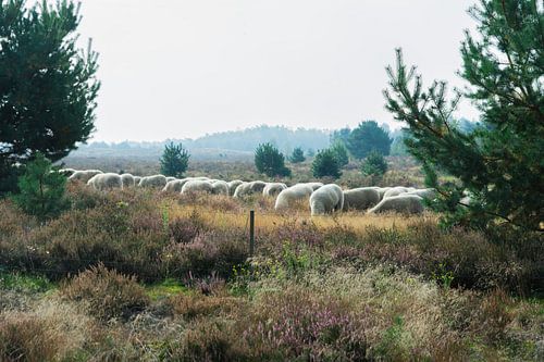 Schapen Grazen en Wandelen Over de Hei in Nationaal Park De Hamert.