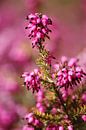 springtime! ... pink, pinker, pinkest IV van Meleah Fotografie thumbnail