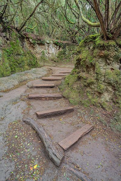 Wandelpad door het laurierbos in het Anagagebergte op Tenerife van Michael Valjak