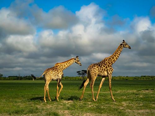 Giraf met jong in Moremi NP