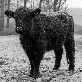 galloway in zwart wit van scott van maurik