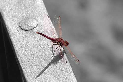 Libelle - kleur/zwart/wit