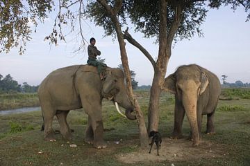 Olifanten met mahout in Chitwan National Park Nepal van Sarineke Daane