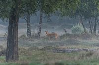 Reegeit (Capreolus capreolus) - Roe deer