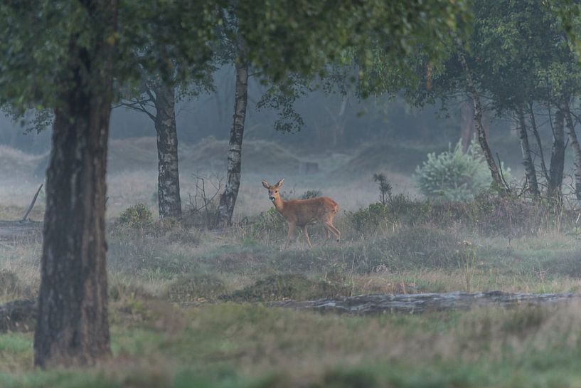 Rehwild (Capreolus capreolus) von Eric Wander