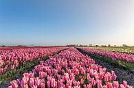 Tulpen uit het Noorden, Garsthuizen van Ronnie Schuringa thumbnail