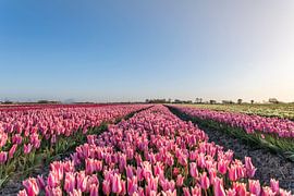 Tulips from the North, Garsthuizen by Ronnie Schuringa
