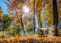 Deer standing in an autumnal forest