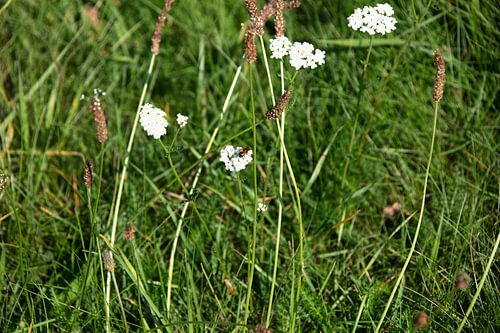 Ontdek de natuur in een bosrijk gebied in Emsland, Nedersaksen, Duitsland
