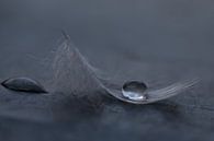 Feder mit Wassertropfen von Mds foto Miniaturansicht