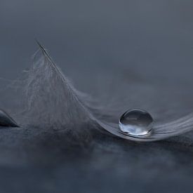 Feather with waterdrop by Mds foto