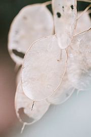 Boîtes à semences en automne sur Lindy Schenk-Smit