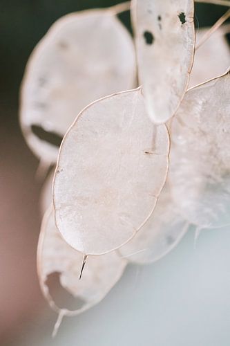 Samenkisten im Herbst