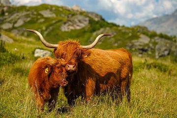 Schotse hoogland runderen met hun kleine kalfje van Leo Schindzielorz