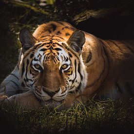 Wunderschöner Tiger, der dich beobachtet. von Sandra Hazes