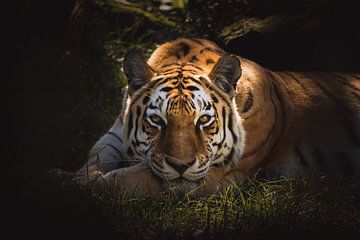 Beautiful tiger watching you dark & moody