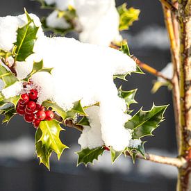 Snow-covered holly branch with red fruits, simply beautiful by Harald Schottner