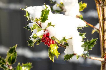 Snow-covered holly branch with red fruits, simply beautiful by Harald Schottner