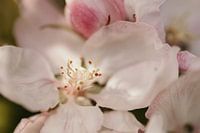 Close-up apple blossom