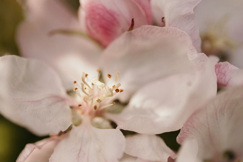 Close-up apple blossom by Caar Fotografie