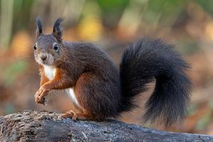 Eichhörnchen sieht mich an.