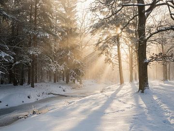 Gouden licht in het betoverende winterbos van Christina Bauer Photos