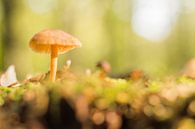 Pilz im Wald von Marloes Hoekema Miniaturansicht