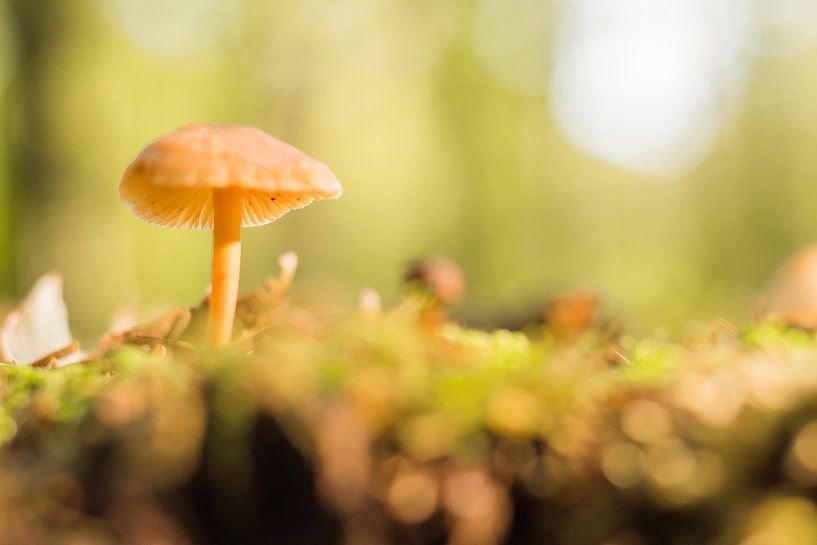 Pilz im Wald von Marloes Hoekema