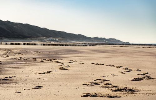 Opgeruwd zand met zicht op de duinen