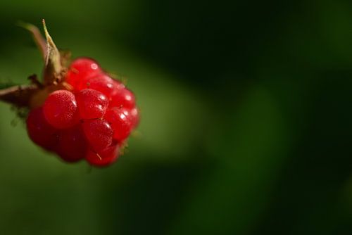 A red raspberry against a green background