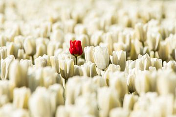 Eenzame rode tulp in het wit