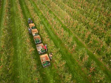 De fruitoogst in de Betuwe in volle gang van Moetwil en van Dijk - Fotografie