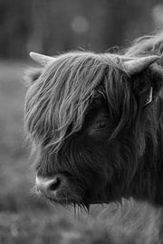 Scottish Highlander, Wezepsche Heide by S van Wezep