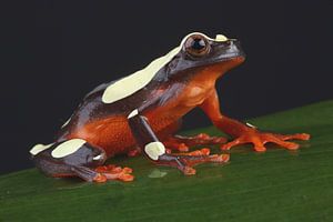 Grenouille clown (Dendropsophus leucophyllatus)