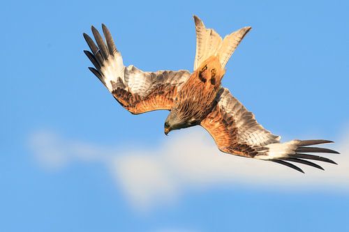 Rode Wouw in duikvlucht in Engeland