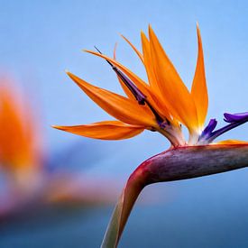 Paradiesvogelblume von Matthias Spartz