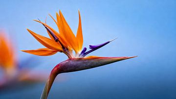 oiseau de paradis sur Matthias Spartz