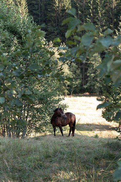 Cheval monténégrin par Charlotte Bakker