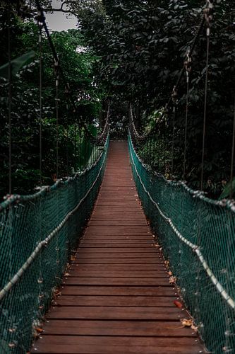 Eine Seilbrücke im Eco Forest Kuala Lumpur maleisie