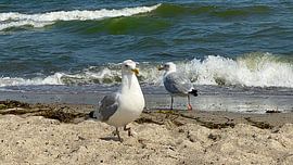 Double pack by JM BilderBude